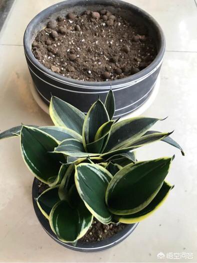虎皮兰叶子枯萎，请问是怎么回事？可以挽救吗,第11张