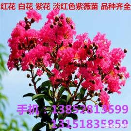 紫薇花矮种树苗怎么养护和管理