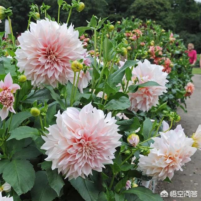 庭院花卉种植品种图片,庭院花卉种植品种图片大全