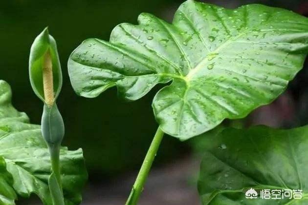 花卉滴水观音图片?花卉滴水观音图片大全!