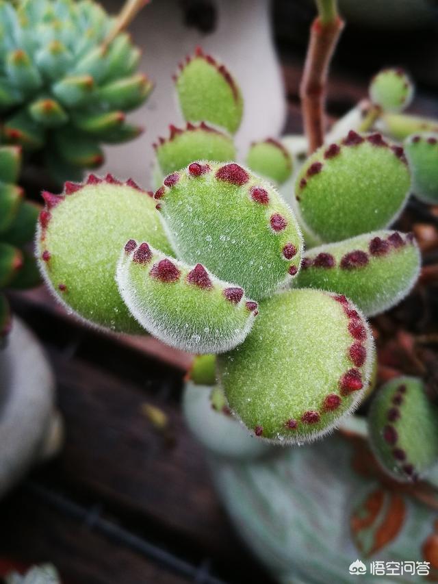 多肉植物熊掌类不饱满怎么办?