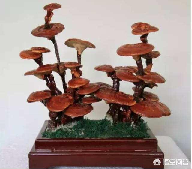 灵芝养殖条件和方法有哪些 人工灵芝的养殖方法？
