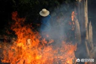 亚马逊热带雨林大火（亚马逊热带雨林火灾控制了吗）