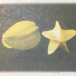 画杨桃明白了什么道理（画杨桃告诉我们哪两个道理）