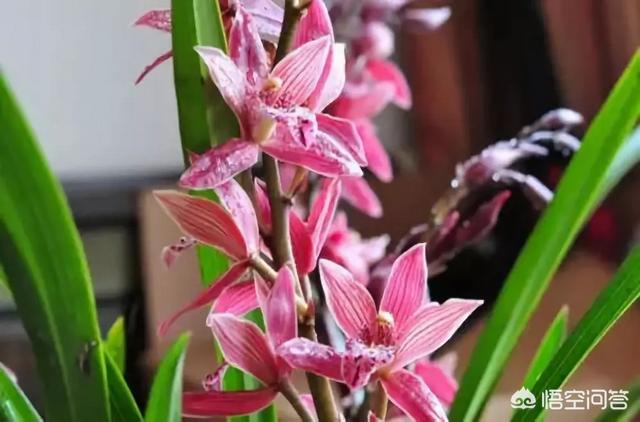 阳台小麦种植方法,阳台小麦种植方法视频