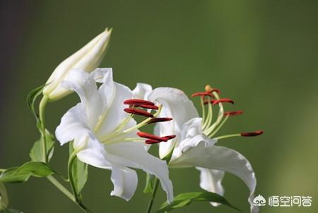 百合花用水怎么养？