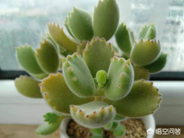 你家有那么多肉怎么吃(图15)