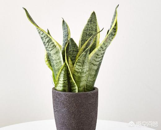 虎皮兰叶子枯萎，请问是怎么回事？可以挽救吗,第23张