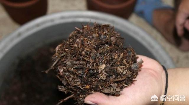 草本花卉种植方案?草本花卉种植方案怎么写!