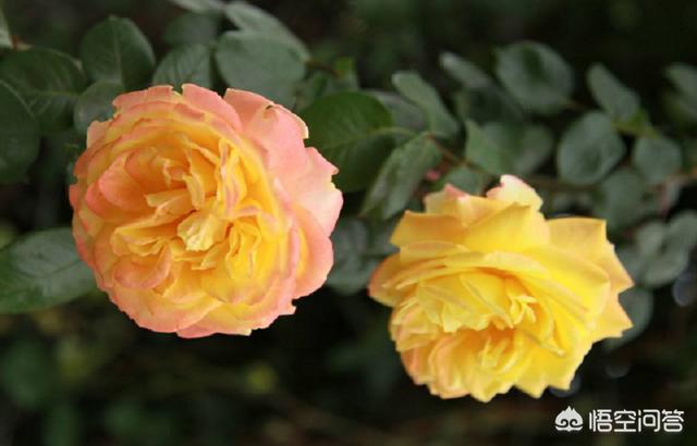 封闭阳台花园种植什么花,封闭阳台花园种植什么花好