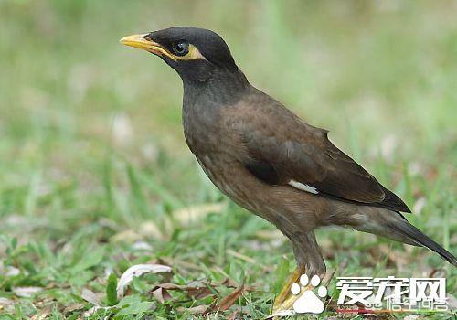 教八哥說話?教八哥說話語音!