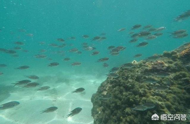 惠州市惠东县纸飞机账号购买