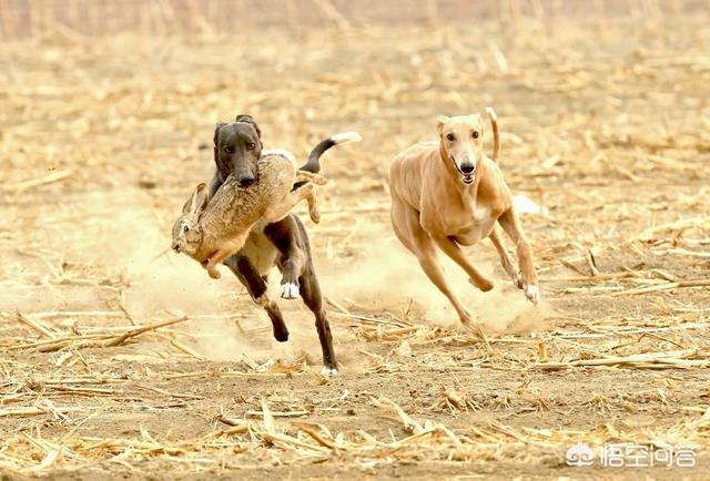 杜高犬打猎?杜高犬打猎野猪实战!