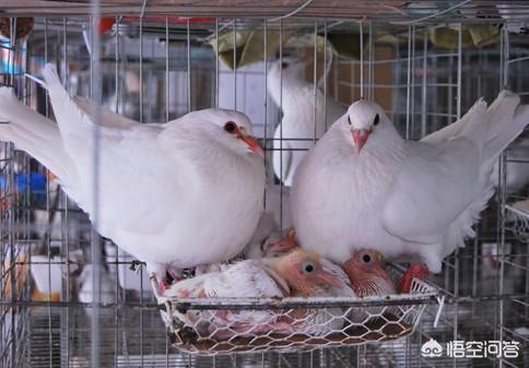 海外生活咕咕鸡，咕咕鸡在美国能卖多少元
