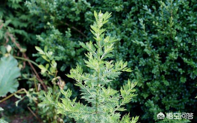 河南农村吃什么水果多