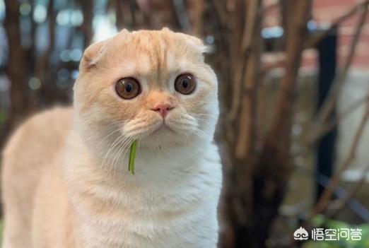 魔法使的猫，魔法使的猫出版