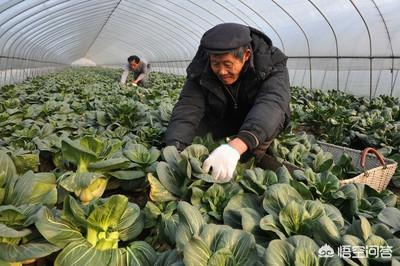 阳台小白菜种植方法,阳台小白菜种植方法全过程