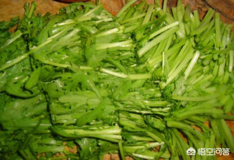 桐篙的做法大全家常菜（茼蒿的6种做法家常？）