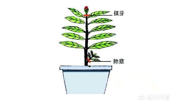 绿化树木修剪 种植技术,绿化树木修剪 种植技术要点