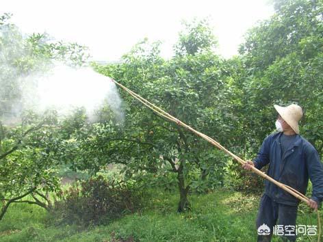 桃树的种植方法，桃树的种植方法及注意事项