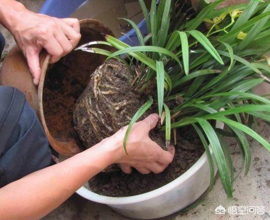 草本花卉种植方案?草本花卉种植方案怎么写!