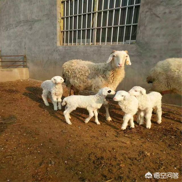 鷹叭犬?鷹叭犬圖片大全!