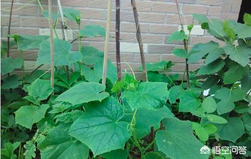 阳台黄瓜的种植,阳台黄瓜的种植方法和管理技术