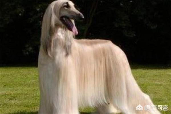 獵犬排名?獵犬排名前十名!