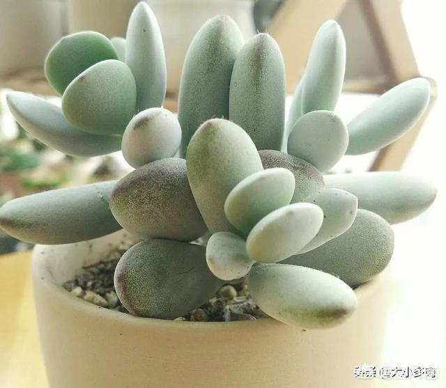 你家有那么多肉怎么吃(图16)