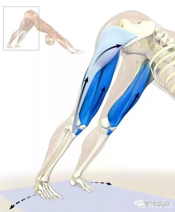 练习瑜伽上犬式和下犬式有什么好处,第6张