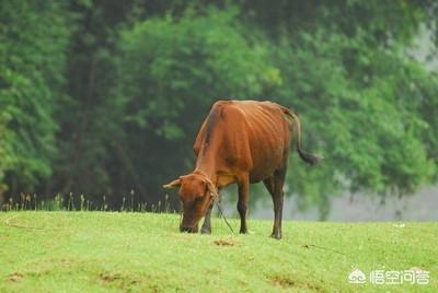 欧美肉牛养殖-国外肉牛养殖技术视频