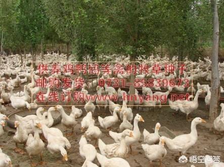聚合草鸡饲料-聚合草鸡饲料配方大全