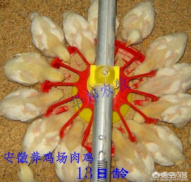 肉鸡养殖用青霉素-肉鸡养殖用青霉素可以吗