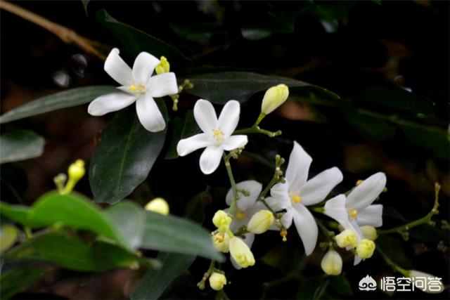 花园如何种植驱蚊植物,花园如何种植驱蚊植物视频