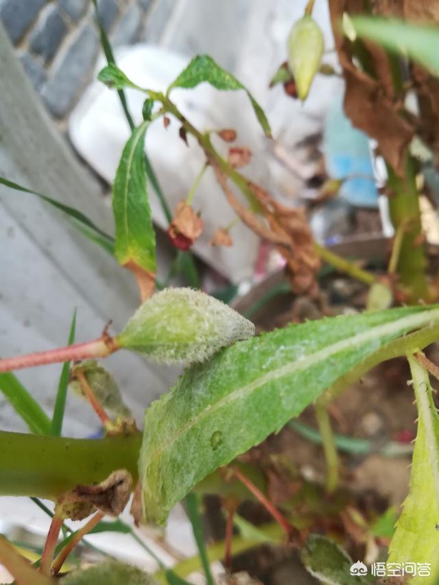 北方花卉种植总结ppt? 北方花卉种植前景!