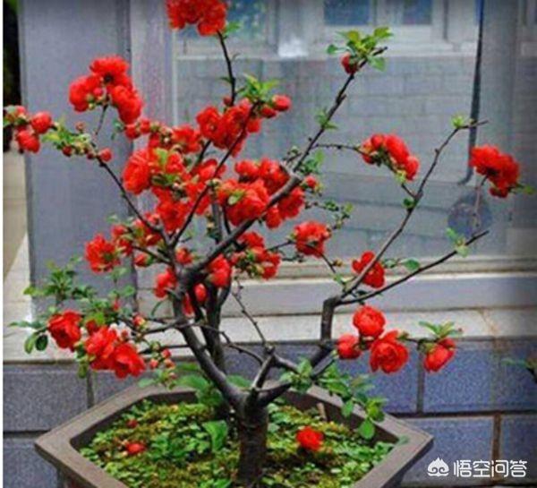 花卉的种植方式 浇水是什么