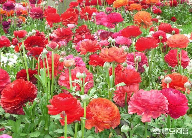 海妈花园花毛茛种植,海妈花卉