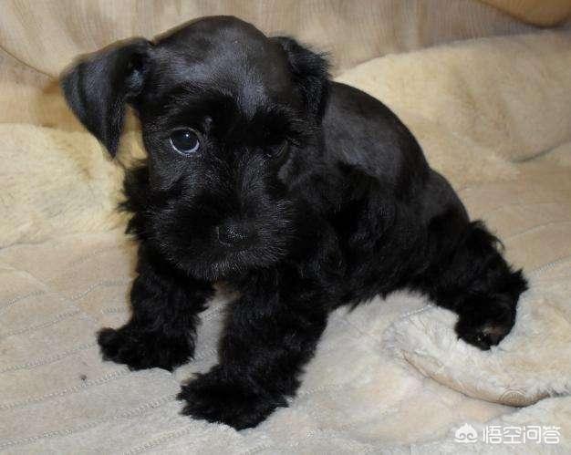 黑色可卡?黑色可卡犬圖片!