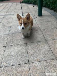 家人不让养狗怎么办