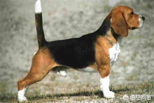 獵犬排名?獵犬排名前十名!