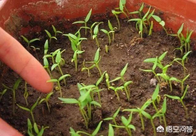 花园种植蔬菜阳台种什么,花园种植蔬菜阳台种什么好