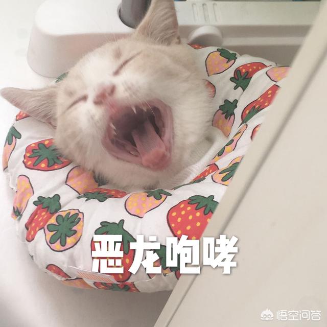 猫忌讳吃什么