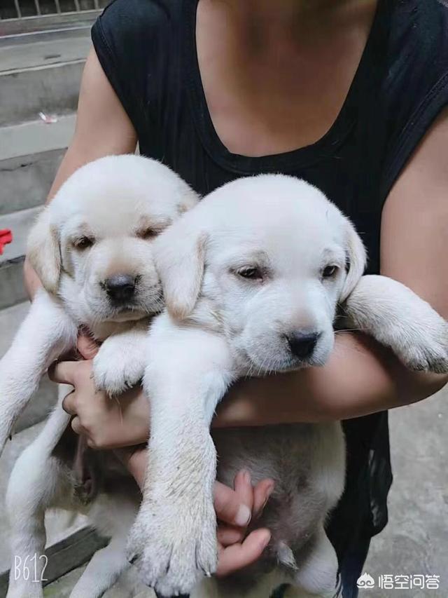 狗狗在换牙期间到底该不该给它喂骨头,第3张