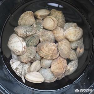花甲怎么炒才好吃-花甲怎么炒才好吃花甲的做法