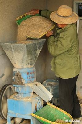 青虾养殖用什么饲料好-青虾养殖用什么饲料好呢