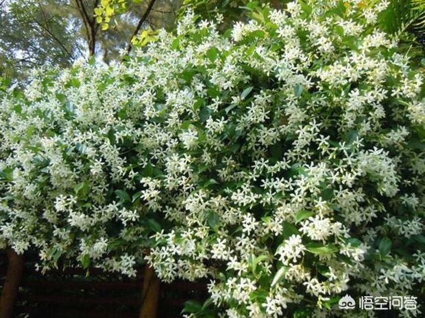 花墙花园种植什么好养活,花墙花园种植什么好养活呢