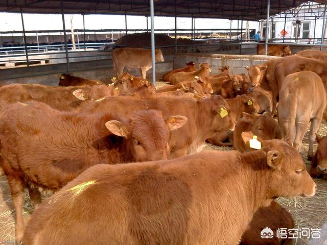 肉牛养殖项目可行性研究报告 一头牛除去存本  利润有多少？