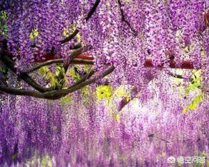 仙露琼浆（五脏六腑）