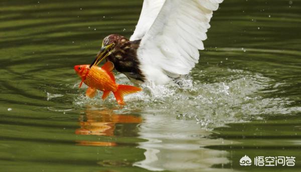 螟蛉有子_螟蛉有子的有什么意思