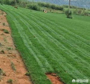 草皮出售后怎么保养(图1)